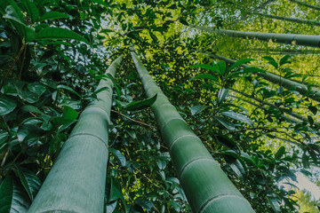 Bamboo forest with tall, green stalks reaching towards the sky. Sunlight filters through dense foliage, creating a tranquil, natural atmosphere. Perfect for nature, zen, and eco-themed projects.
