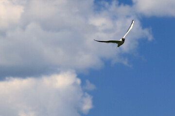 Fototapeta premium A Single Seagull, Likely A Black-Headed Gull, Soaring Gracefully With Wings Outstretched Against A Bright Blue Sky With Large White Cumulus Clouds. Freedom And Movement.