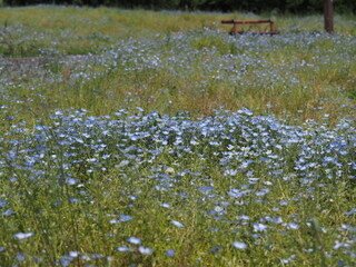 ネモフィラの咲く野原
