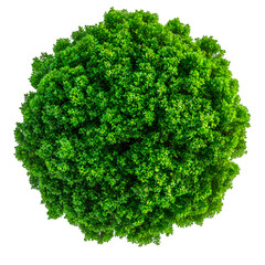 Lush Green Bush Top View, Perfect Round Foliage, Aerial Shot of a Tree