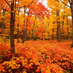 A vibrant fall forest with orange and red foliage