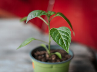 A young green pepper plant in a small pot with pointed leaves and a bright red background. The main leaf is in sharp focus with visible texture.