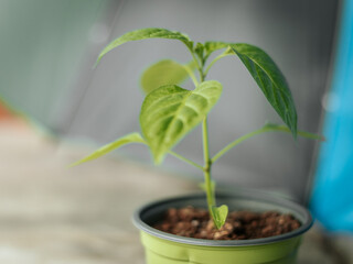 Macro view of a green pepper plant with smooth, shiny leaves and a central stem against a neutral...