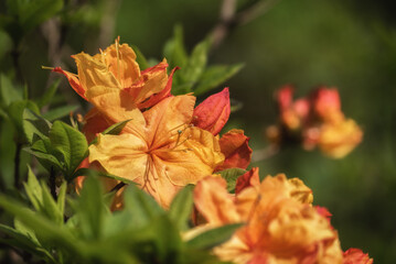 BERTIE FERRIS DAYLILY - A beautiful flowers in a city park