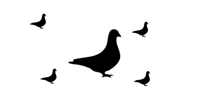 Zoom in and out animation the bird pigeon symbol. Large black symbol in the center and four small symbols around. Seamless looped 4k animation on white background