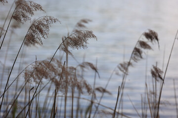 Obraz premium Close-Up Of Dry Common Reed Plumes With Feathery Seed Heads Gently Swaying Against A Calm, Reflective Water Surface. Serene Natural Lakeside Scenery.