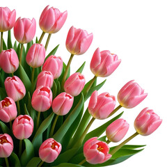 Obraz premium Vibrant Bouquet of pink Tulips on Transparent Background