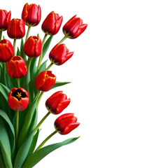 Obraz premium Vibrant Bouquet of red Tulips on Transparent Background