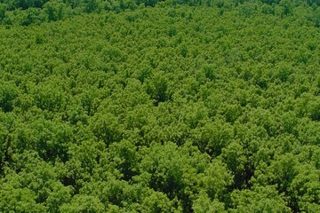 Dense forest canopy (2)