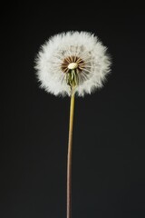 Obraz premium Single Dandelion Seed Head Close Up Against Dark Background Studio Shot Macro Nature Detail