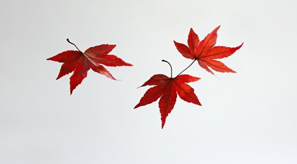 Autumn leaves, vibrant red,  floating