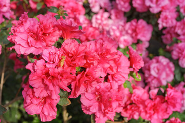 Blooming pink japan Azalea Ericaceae flowers, rhododendron flower macro, background. Evergreen decorative plant outdoor or in orangery in botanical garden. Gardeining, plant breeding