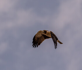 Aguila calzada