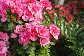 Blooming pink japan Azalea Ericaceae flowers, rhododendron flower macro, background. Evergreen decorative plant outdoor or in orangery in botanical garden. Gardeining, plant breeding