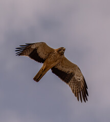 Aguila calzada