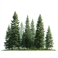 Obraz premium Majestic Pine Forest Scene , isolated on white background png