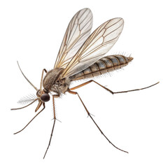 Fototapeta premium High-Resolution Mosquito Image Detailed Anatomy, Isolated on Transparent Background, Insect, Diptera,
