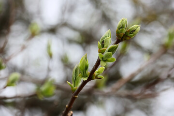 Macro Close-Up Of Swelling Green Lilac Buds On A Thin Branch, Ready To Burst Into Leaf In Early Spring. Softly Blurred Background Of Bare Branches.
