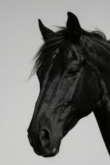 Obraz premium there is a black horse with a long mane standing in the sky