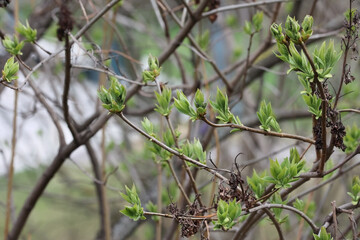 Close-Up Of Young Lilac Shoots And Buds With Freshly Unfurling Bright Green Leaves On Thin Branches In Early Spring. Background Of Bare Branches. New Growth.