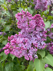 Close-Up Of A Lush Inflorescence Of Purple Lilac Flowers With Some Unopened Buds And Green Leaves. Beautiful Fragrant Spring Shrub In Bloom. Floral Background.