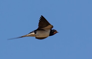 Swallow in Flight Against Blue Sky