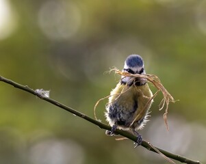 Bird with Nesting Material on Branch