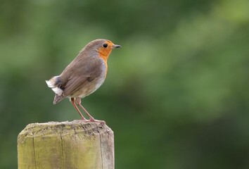European robin perched on a wooden post