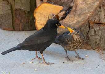 Blackbird feeding chick on concrete.