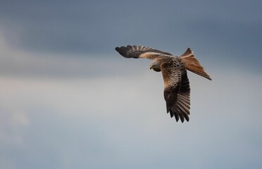 Majestic Bird of Prey Soaring
