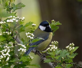 Great Tit Bird on a Branch
