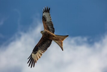 Majestic bird soaring in the sky.