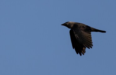 Bird in Flight Against Blue Sky