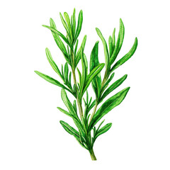 Vibrant Rosemary Sprig Illustration , isolated on white background png