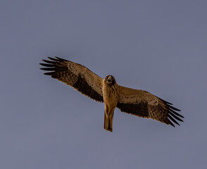 Aguila calzada