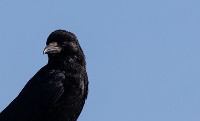 Close-up of a Black Crow Against Blue Sky