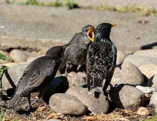 European Starlings on a Rocky Surface