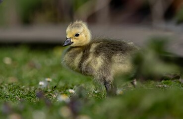 Fluffy Gosling on Green Grass