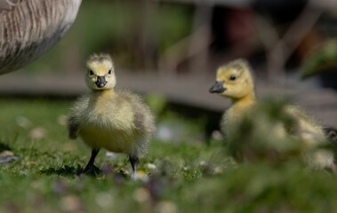 Two Fluffy Goslings on Grass