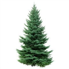 The tree of a green Christmas tree on a white background.