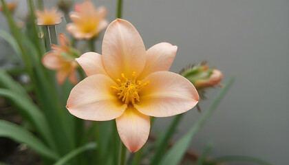 Fototapeta premium Yellow daffodil in the garden