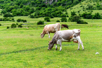 Cows on a green field. A mountain pasture with green grass and cows.