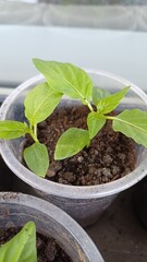 Growing young pepper plants in small pots on a sunny windowsill during spring season