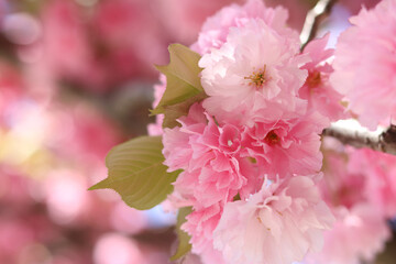 Obraz premium Sakura flowers. Sakura branches blooming with pink flowers. Close-up of lush pink flowers on tree branches. Nature background. Spring