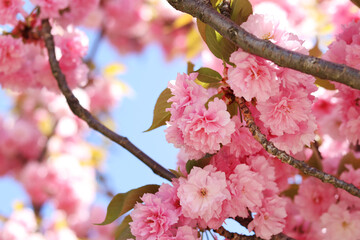 Sakura flowers. Sakura branches blooming with pink flowers. Close-up of lush pink flowers on tree branches. Nature background. Spring