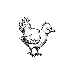 Detailed Sketch of a Young Fowl: A Black and White Study of Avian Form