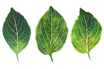 Obraz premium green leaf isolated on white background