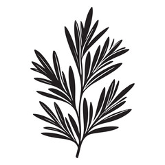 Fresh Rosemary Herb Illustration Aromatic Plant for Culinary Projects