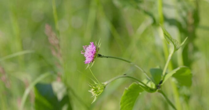 The flower of Knautia arvensis, commonly known as field scabious