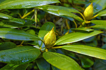 unopened rhododendron buds against the backdrop of a green park.